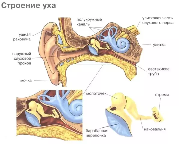 Строение уха, схема
