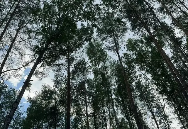 Экологическая тропа эргопарка для дыхательной гимнастики