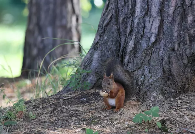 Реабилитационный маршрут в сосновом бору клиники
