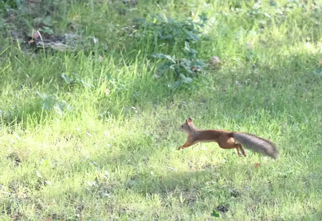 Сосновый эргопарк клиники для реабилитационных прогулок